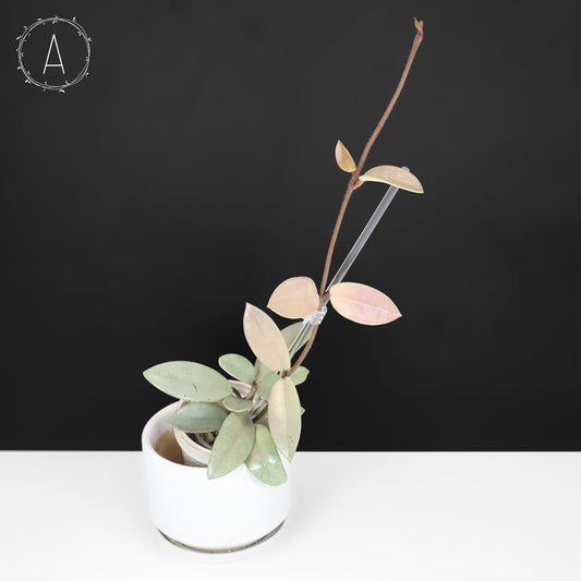 Hoya Wilbur Graves Silver