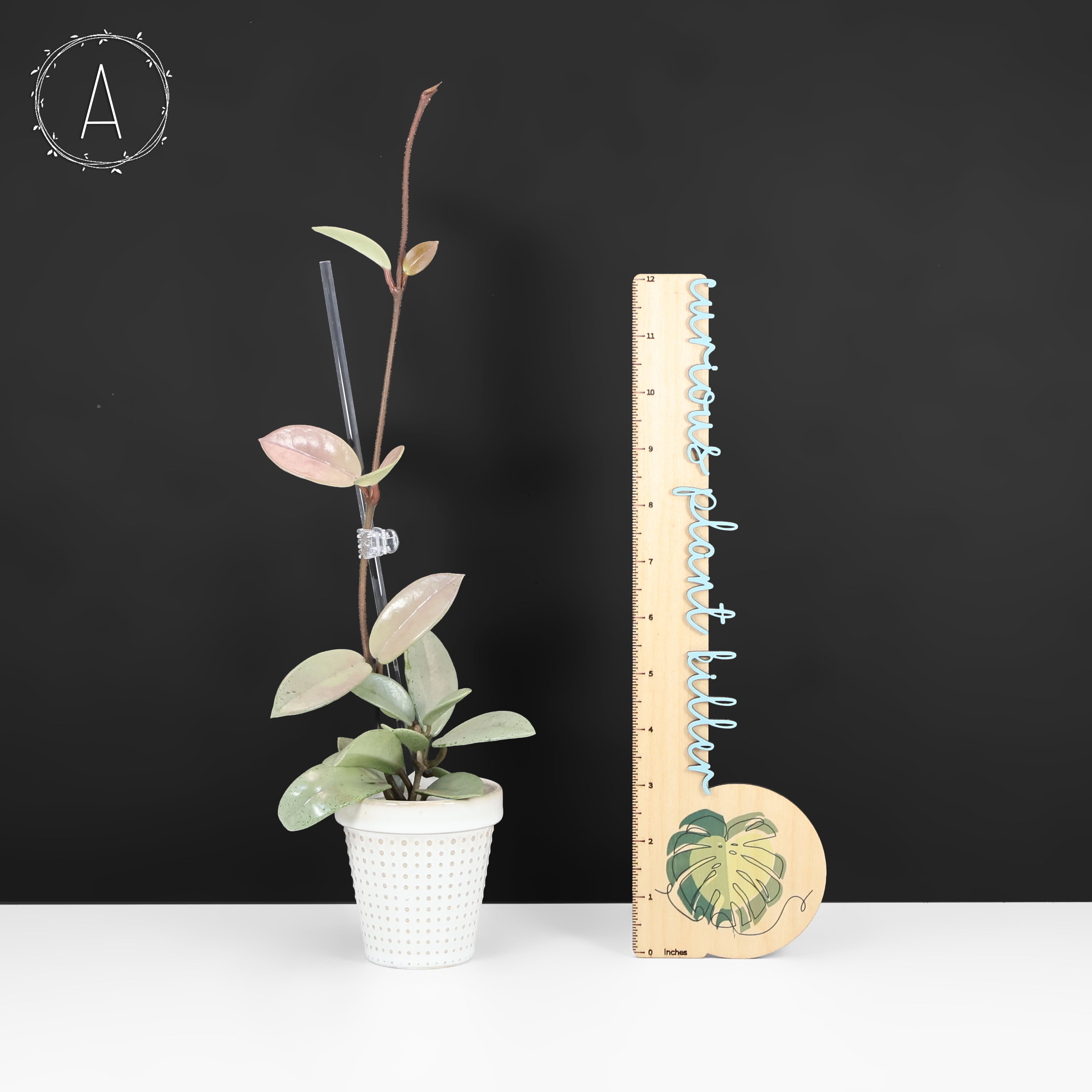 Hoya Wilbur Graves Silver – Curious Plant Killer