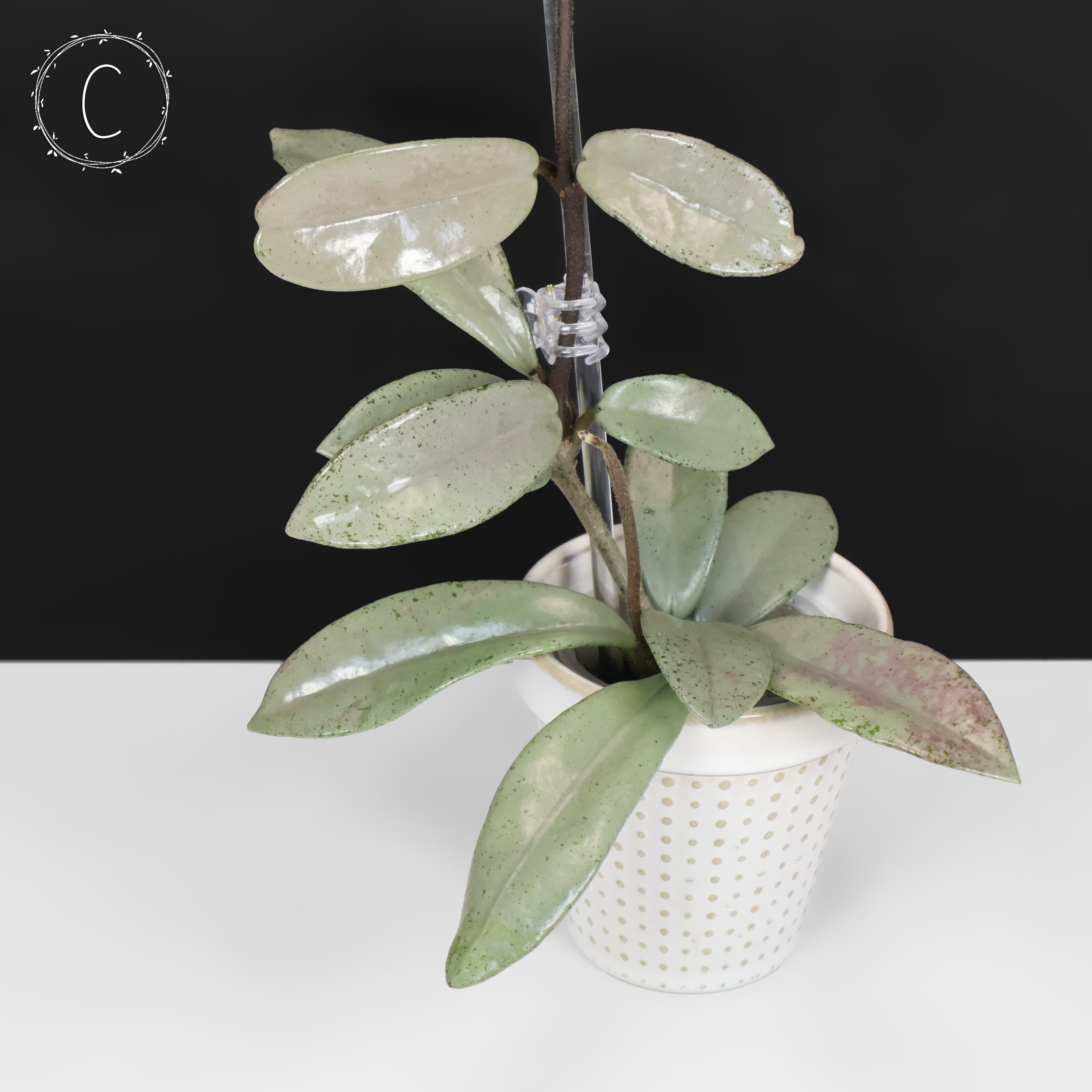 82 ホヤ　'073' ウィルバーグレイブス　フルシルバー　大株 Hoya Wilbur Graves Silver – Curious Plant Killer