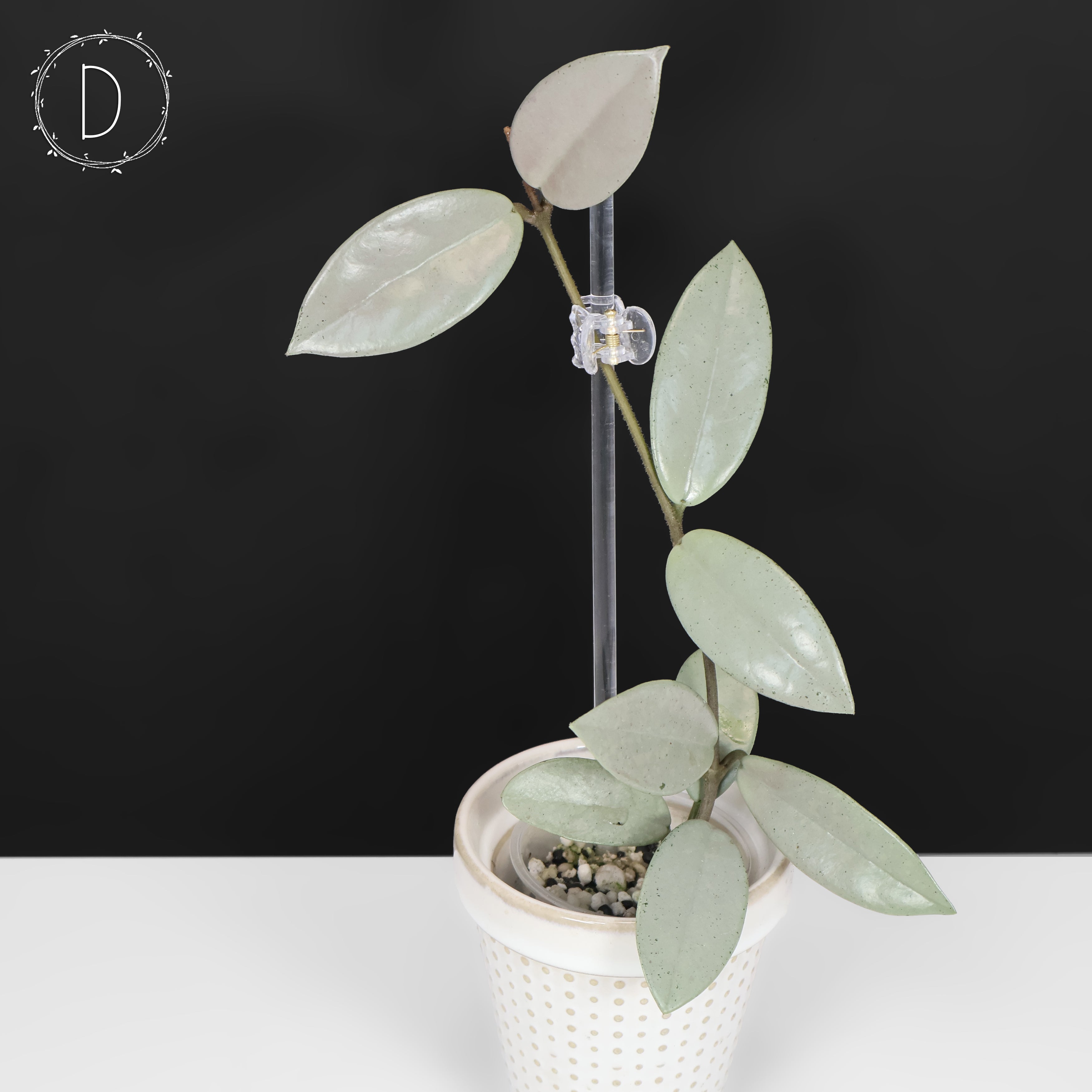 Hoya Wilbur Graves Silver – Curious Plant Killer