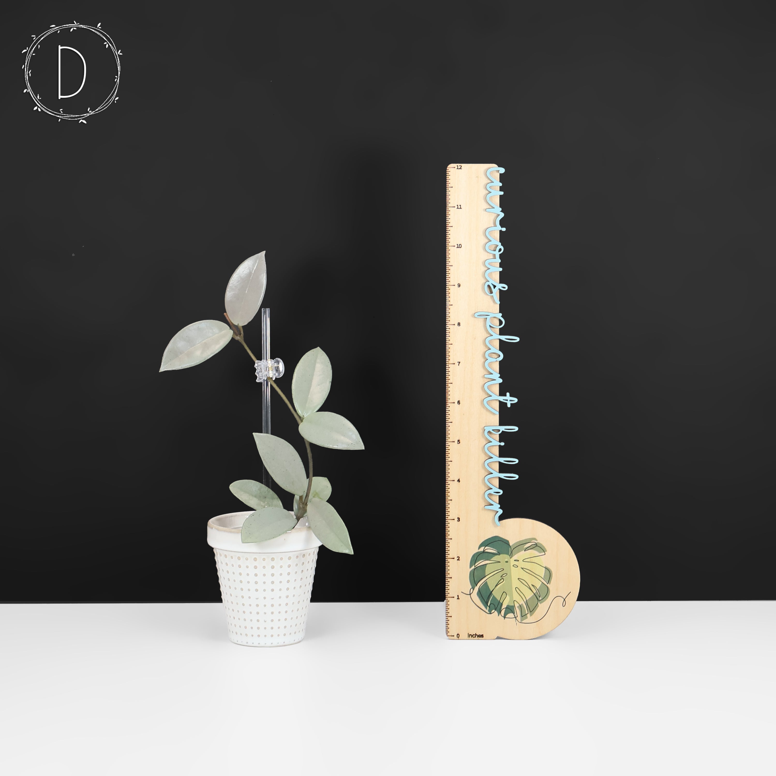 Hoya Wilbur Graves Silver – Curious Plant Killer