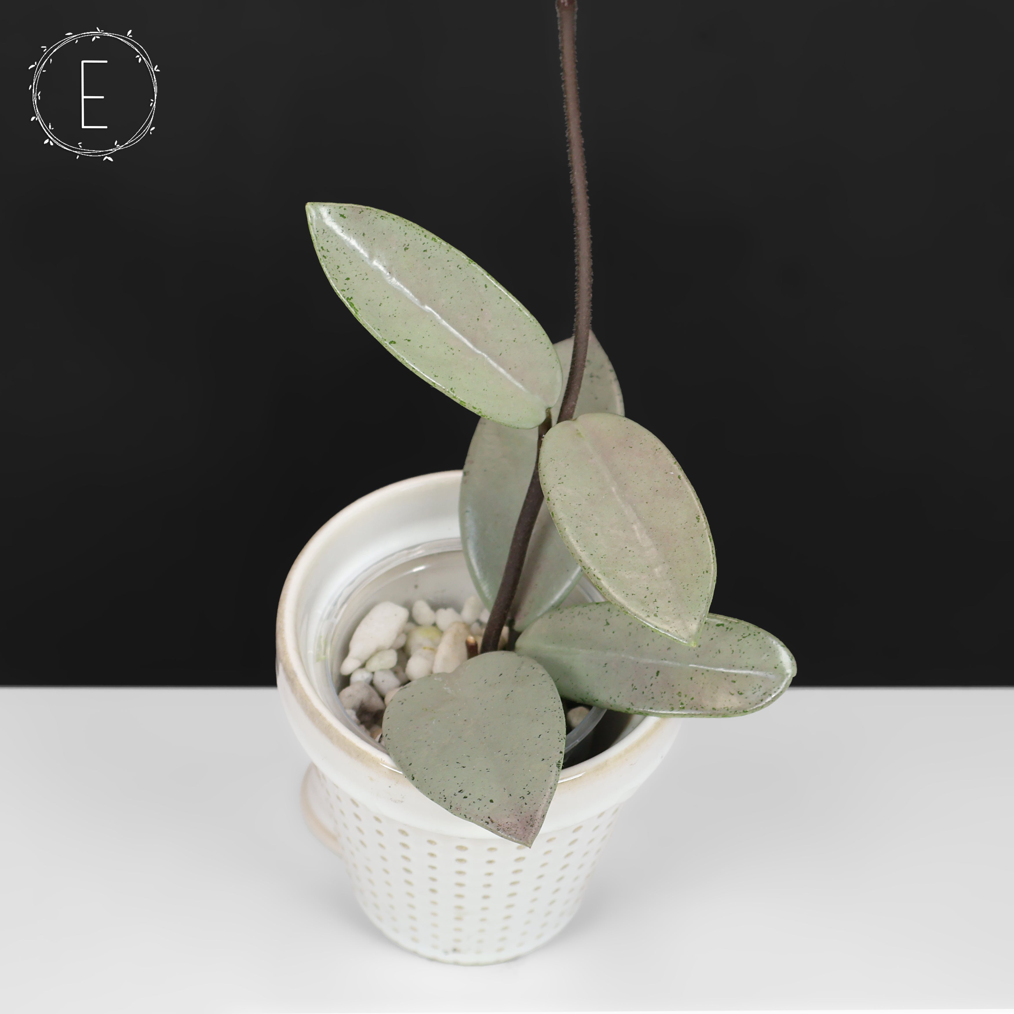 Hoya Wilbur Graves Silver – Curious Plant Killer