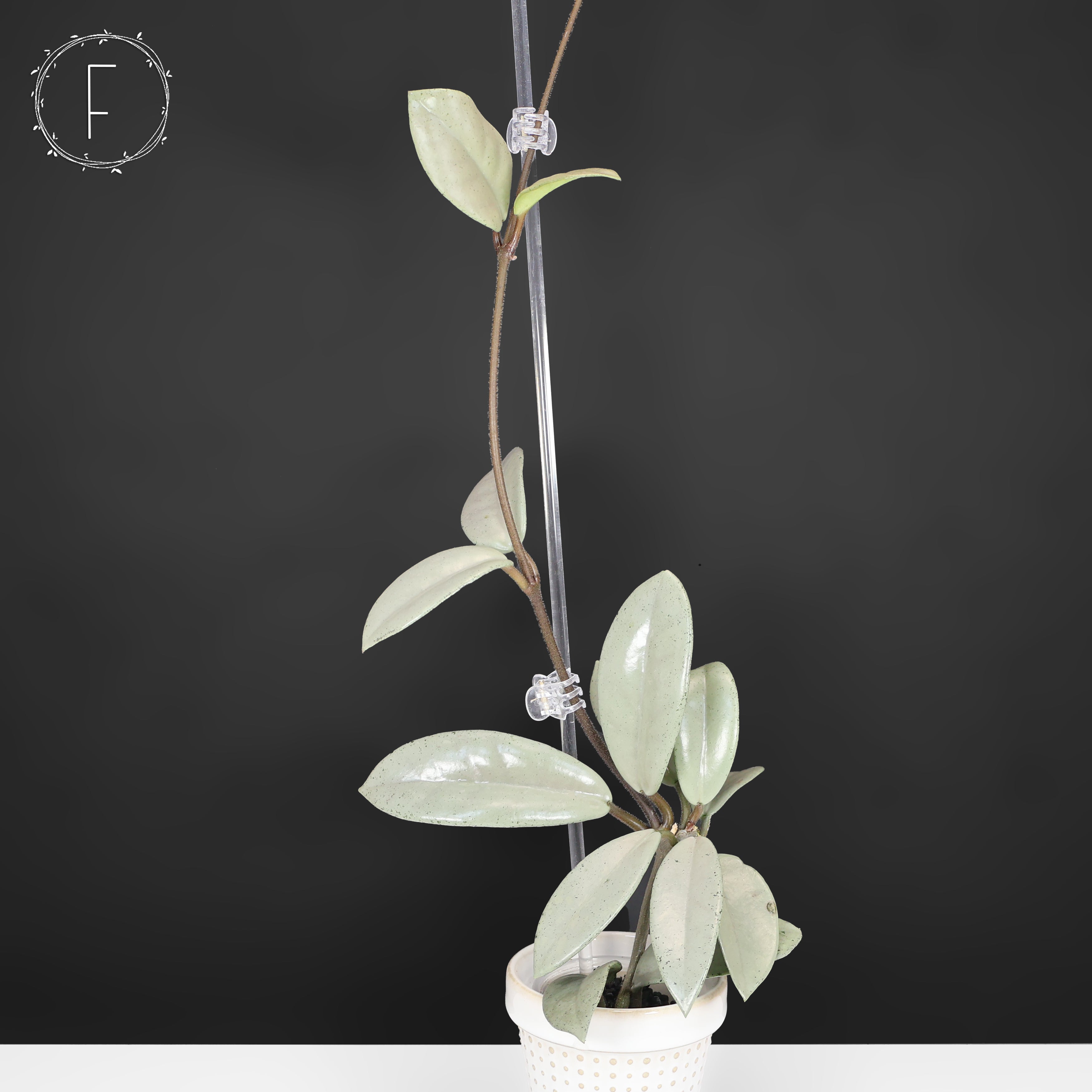 Hoya Wilbur Graves Silver – Curious Plant Killer