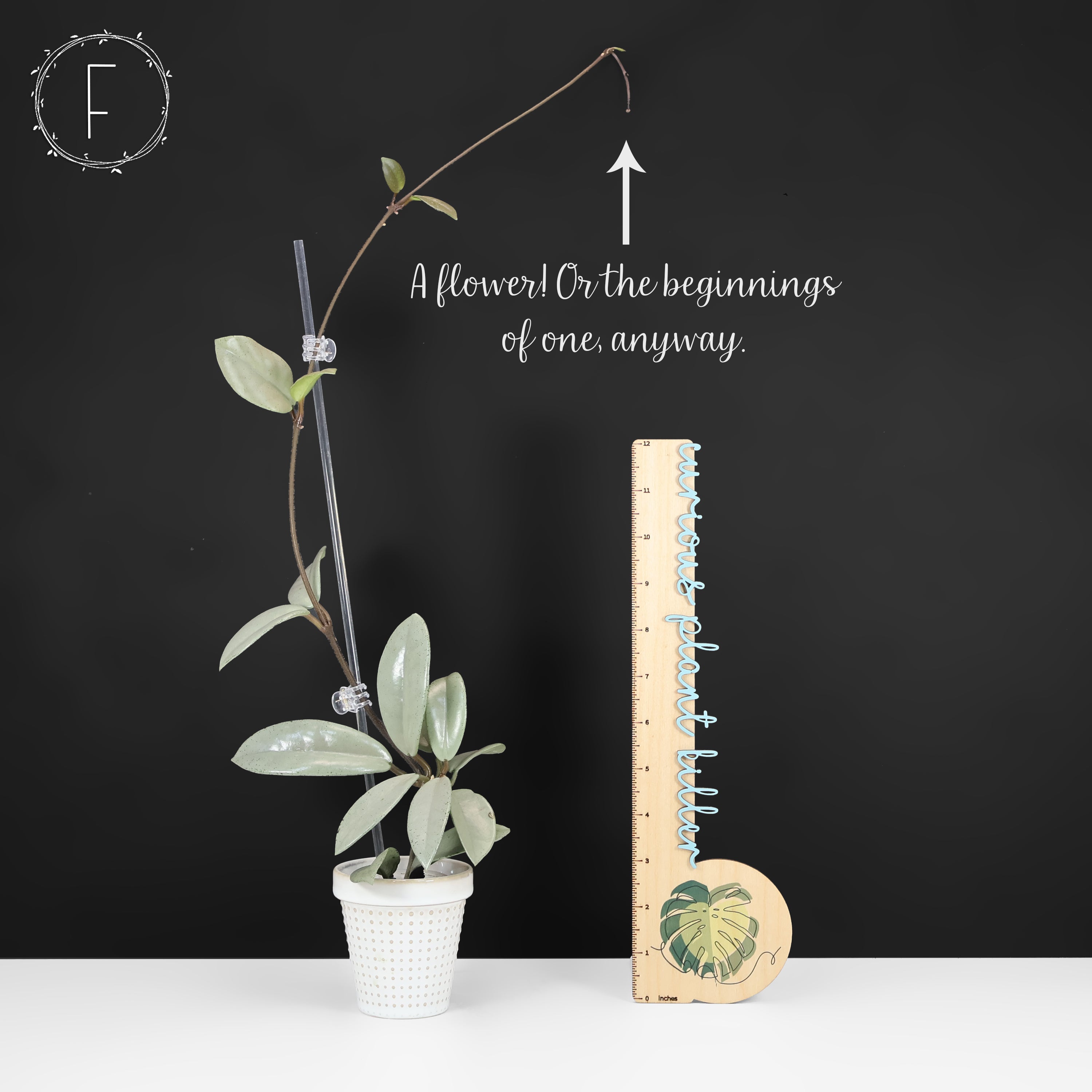 Hoya Wilbur Graves Silver – Curious Plant Killer