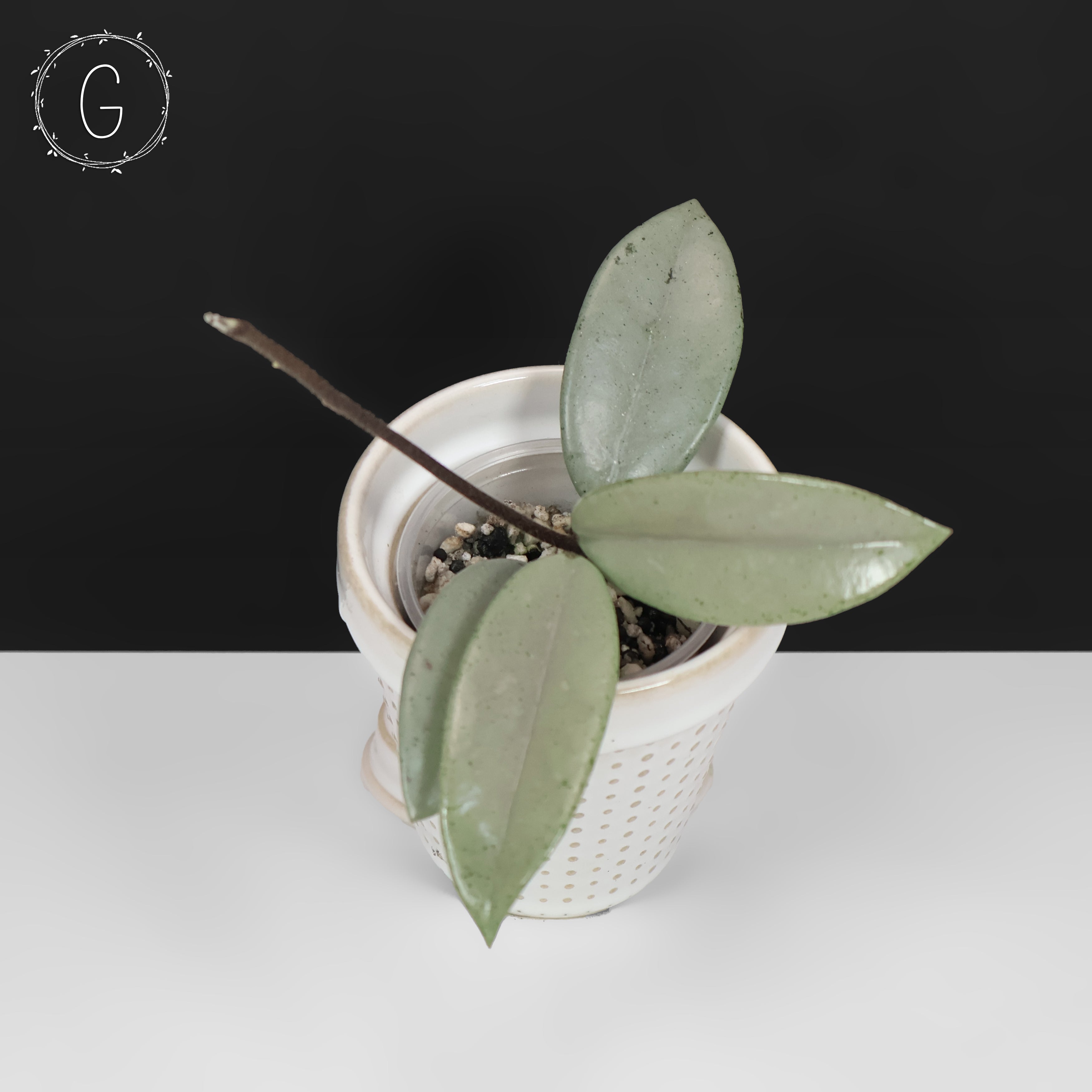 82 ホヤ '073' ウィルバーグレイブス フルシルバー 大株 Hoya Wilbur