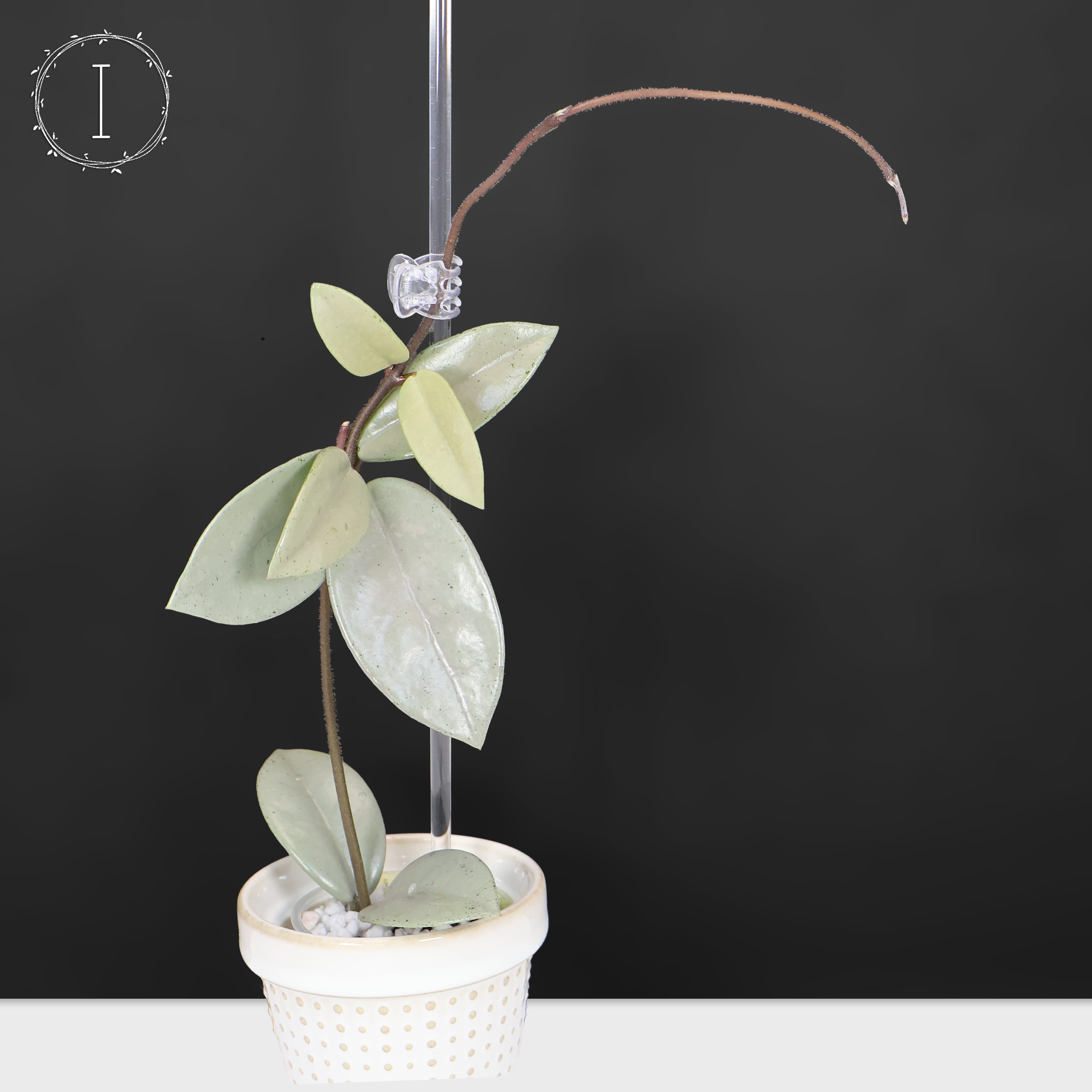 82 ホヤ　'073' ウィルバーグレイブス　フルシルバー　大株 Hoya Wilbur Graves Silver – Curious Plant Killer