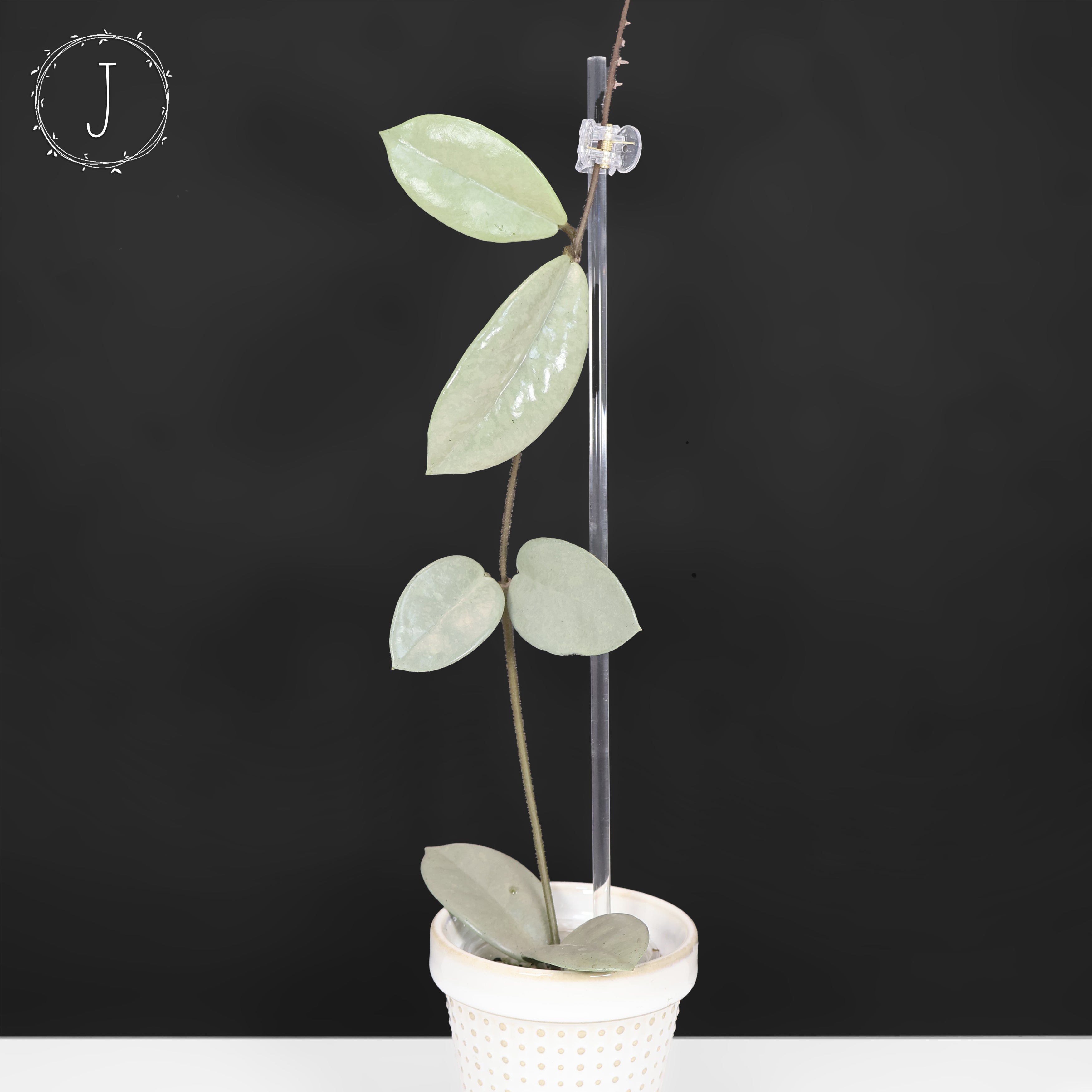 Hoya_Wilbur_Graves_Silver_J_1.