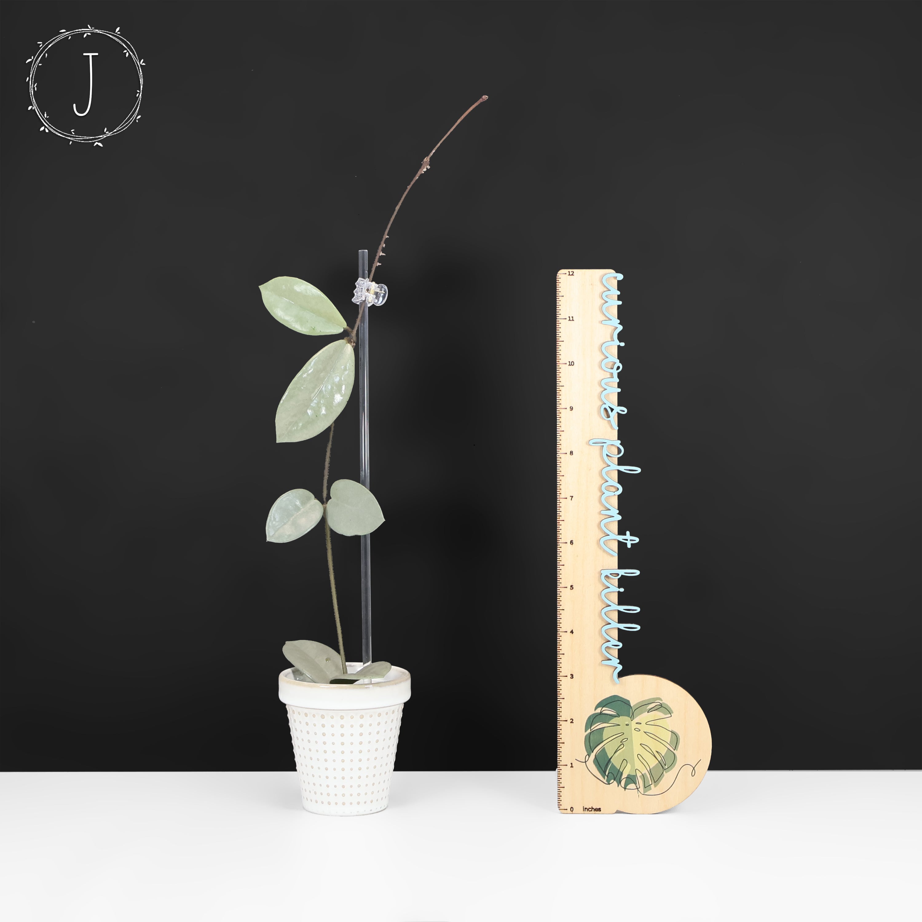 82 ホヤ '073' ウィルバーグレイブス フルシルバー 大株 Hoya Wilbur