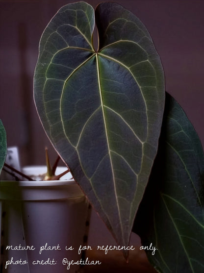 Anthurium Barry Blue Velvet NoID x (Carla x Forgetii)
