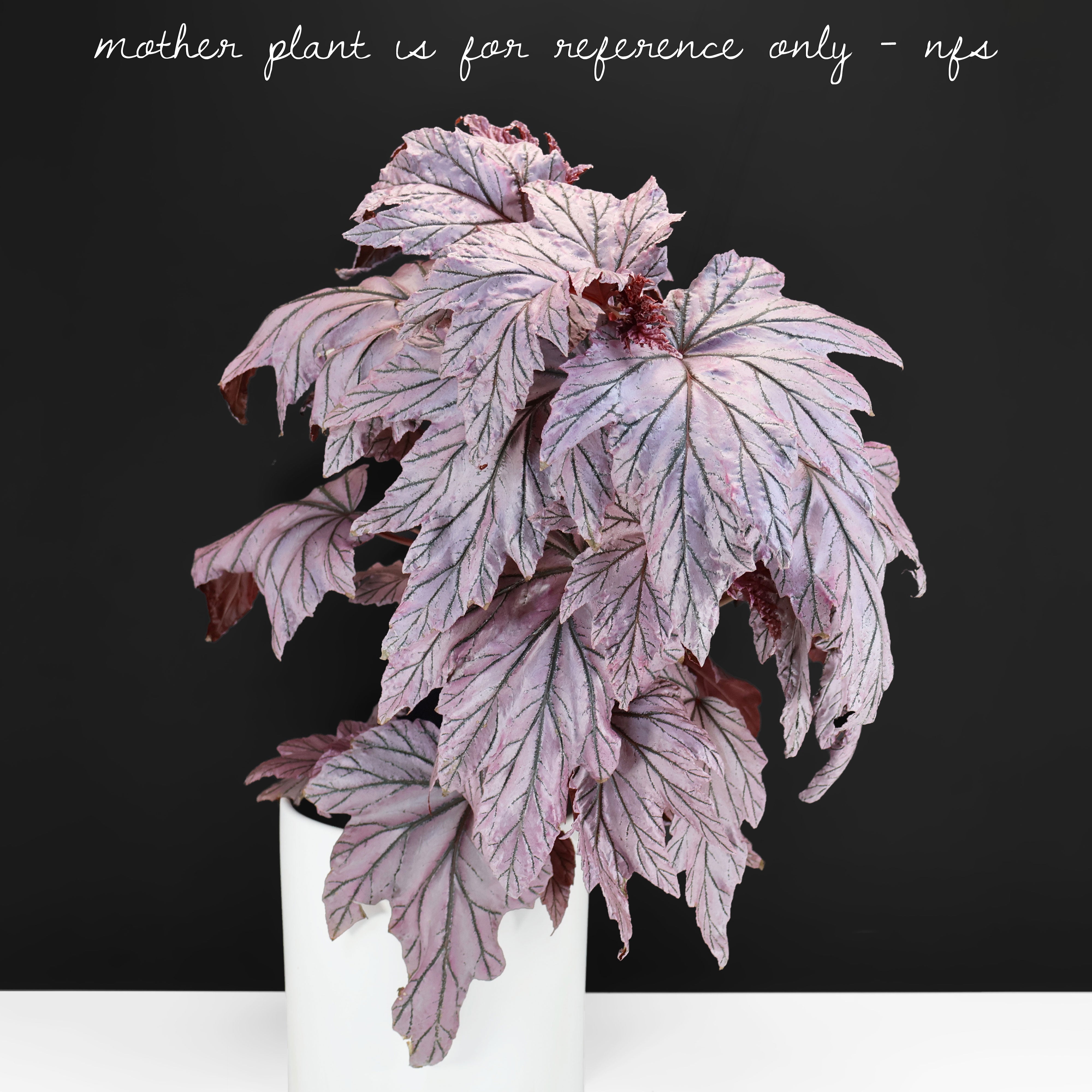Begonia Lamoon – Curious Plant Killer