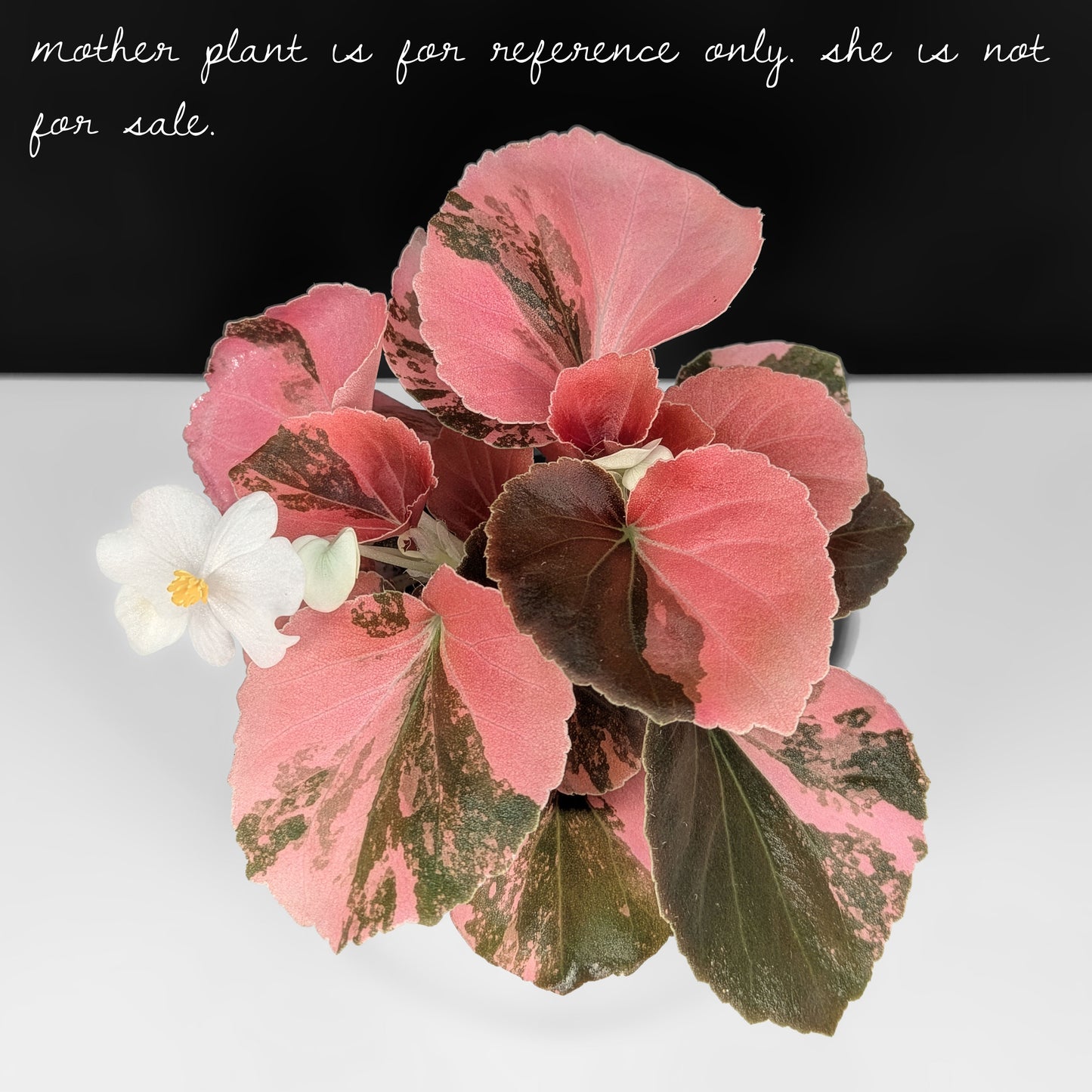 Begonia Semperflorens Sp. Rosa