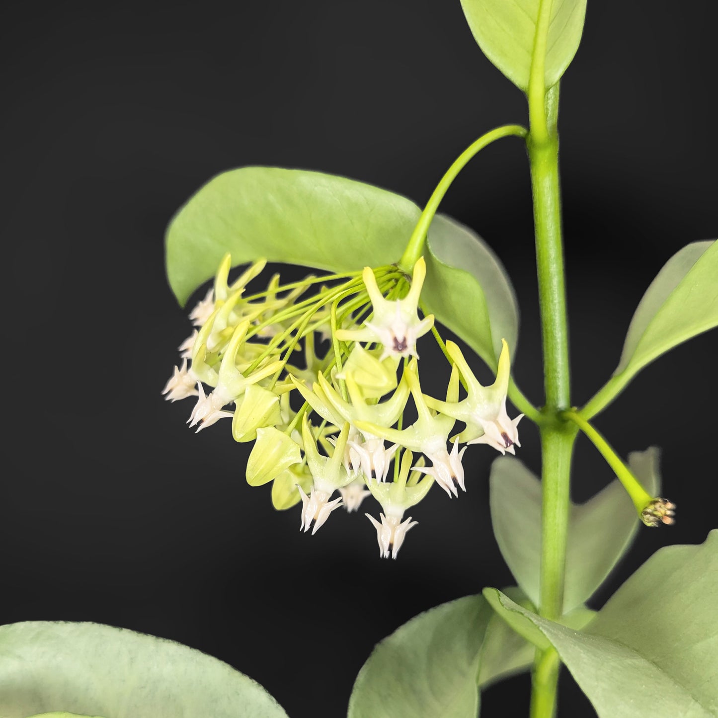 Hoya Multiflora "WonderPhil"