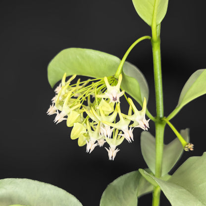 Hoya Multiflora "WonderPhil"