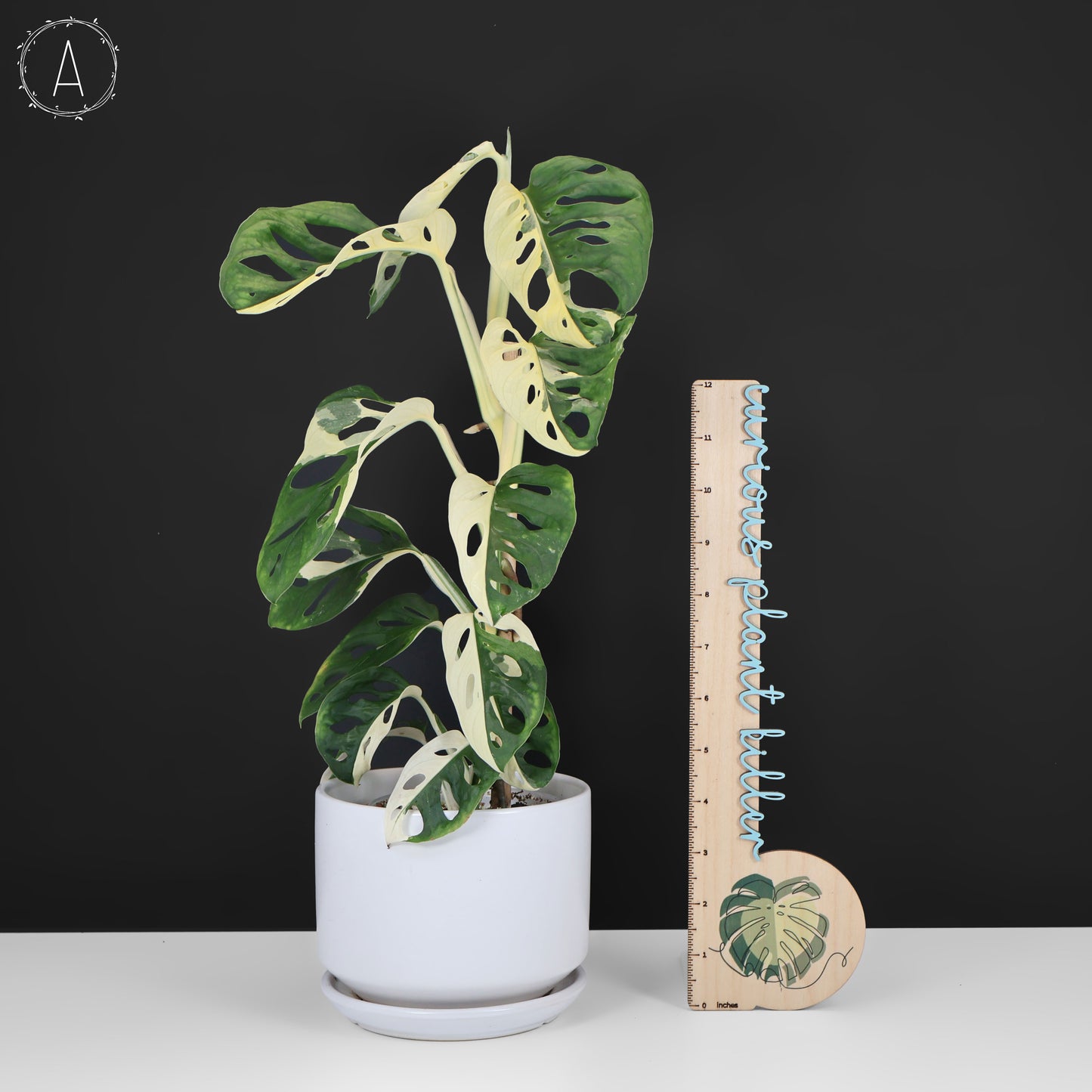 veriegated monstera adansonii albo Monstera Adansonii Variegated – Curious Plant Killer
