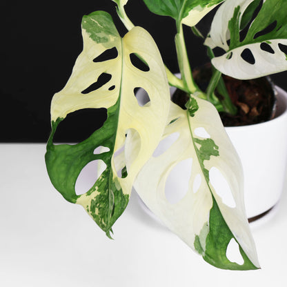 Monstera Adansonii Variegated