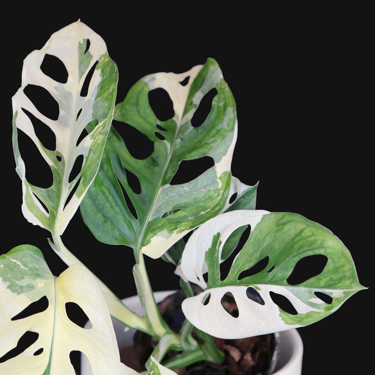 Monstera Adansonii Variegated
