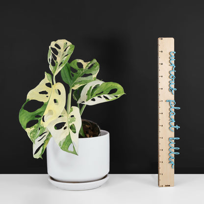 Monstera Adansonii Variegated