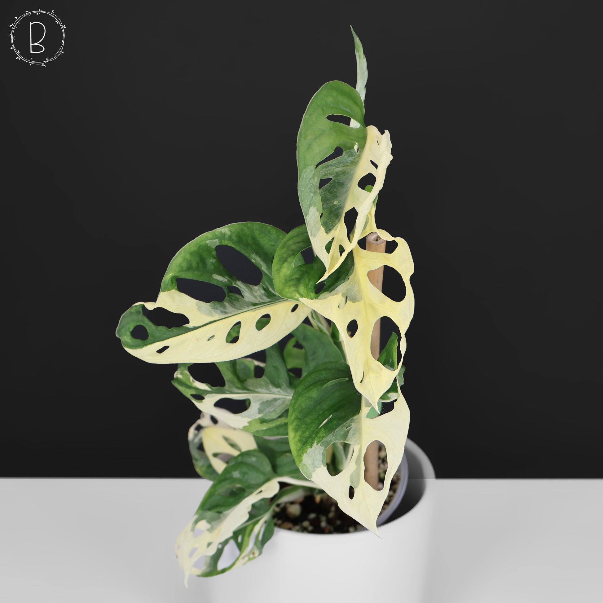 variegated monstera adansonii Monstera Adansonii Variegated – Curious Plant Killer