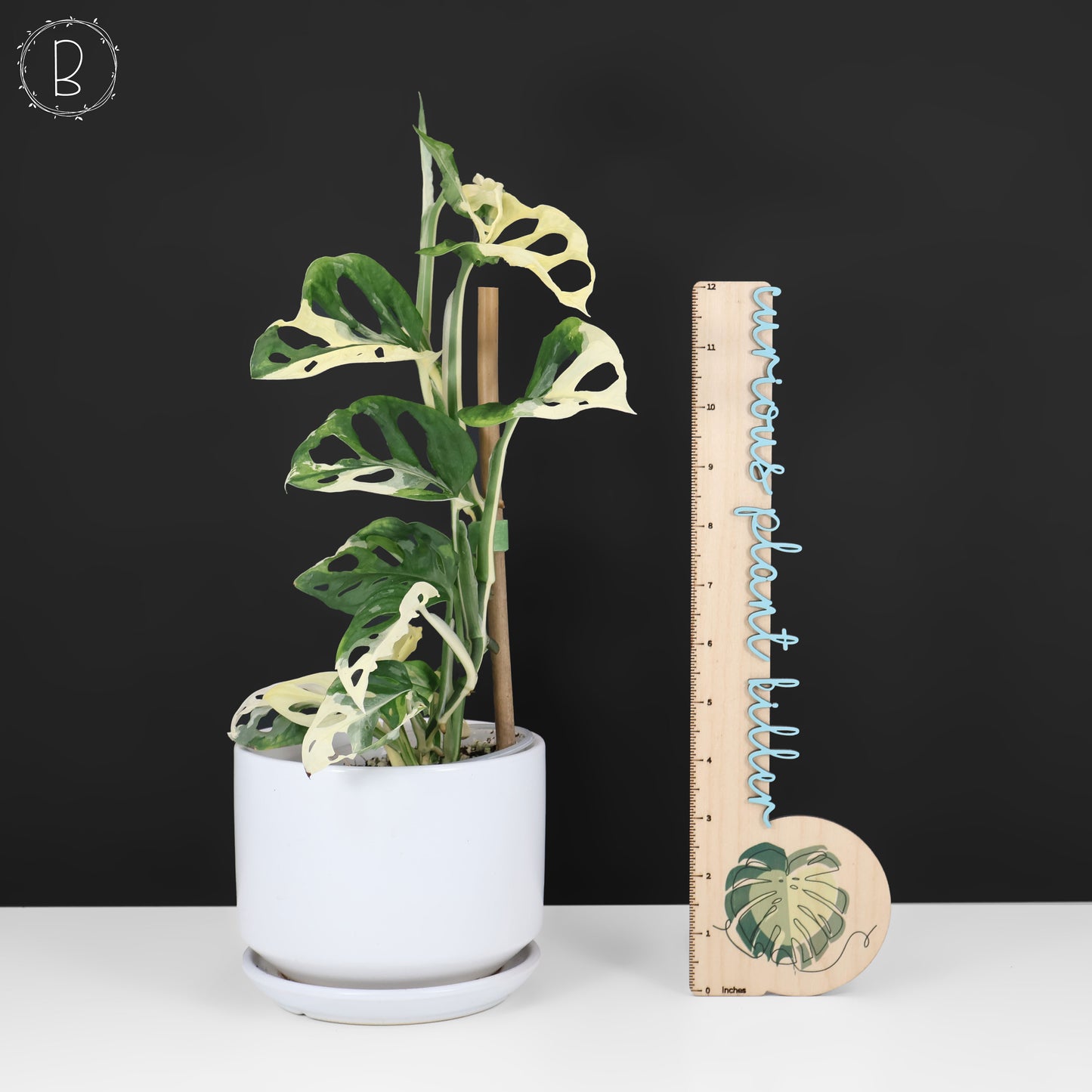 Monstera Adansonii Variegated