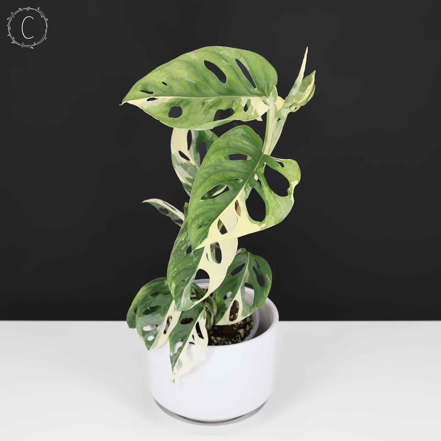 Monstera Adansonii Variegated