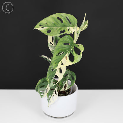 Monstera Adansonii panaché