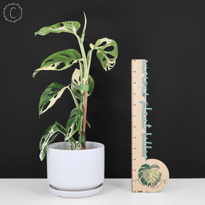 Monstera Adansonii panaché