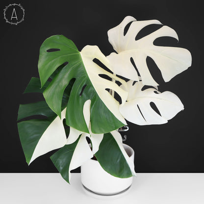 Monstera Albo Borsigiana (Sector)