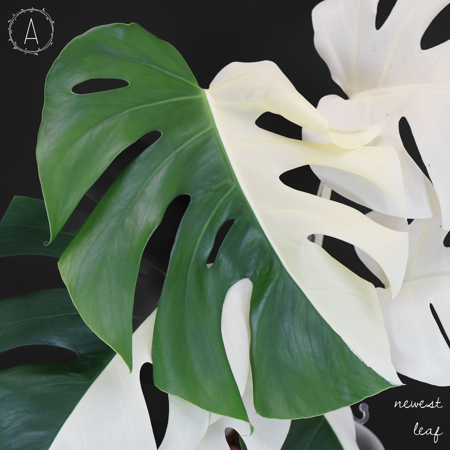 Monstera Albo Borsigiana (Sector)
