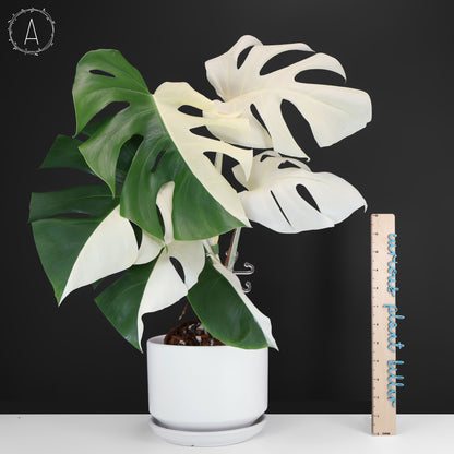Monstera Albo Borsigiana (Sector)