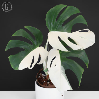 Monstera Albo Borsigiana (Sector)