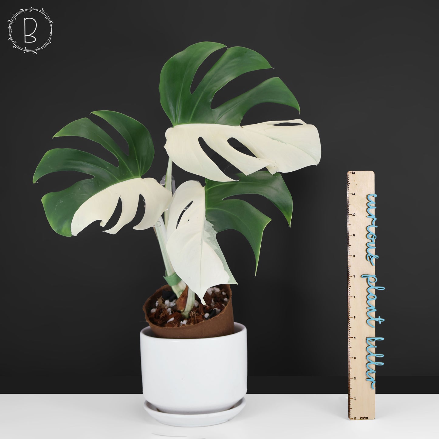 Monstera Albo Borsigiana (Sector)