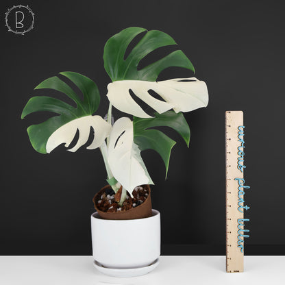 Monstera Albo Borsigiana (Sector)