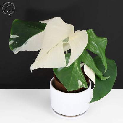 Monstera Albo Borsigiana (Sector)