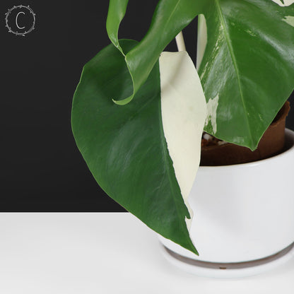 Monstera Albo Borsigiana (Sector)