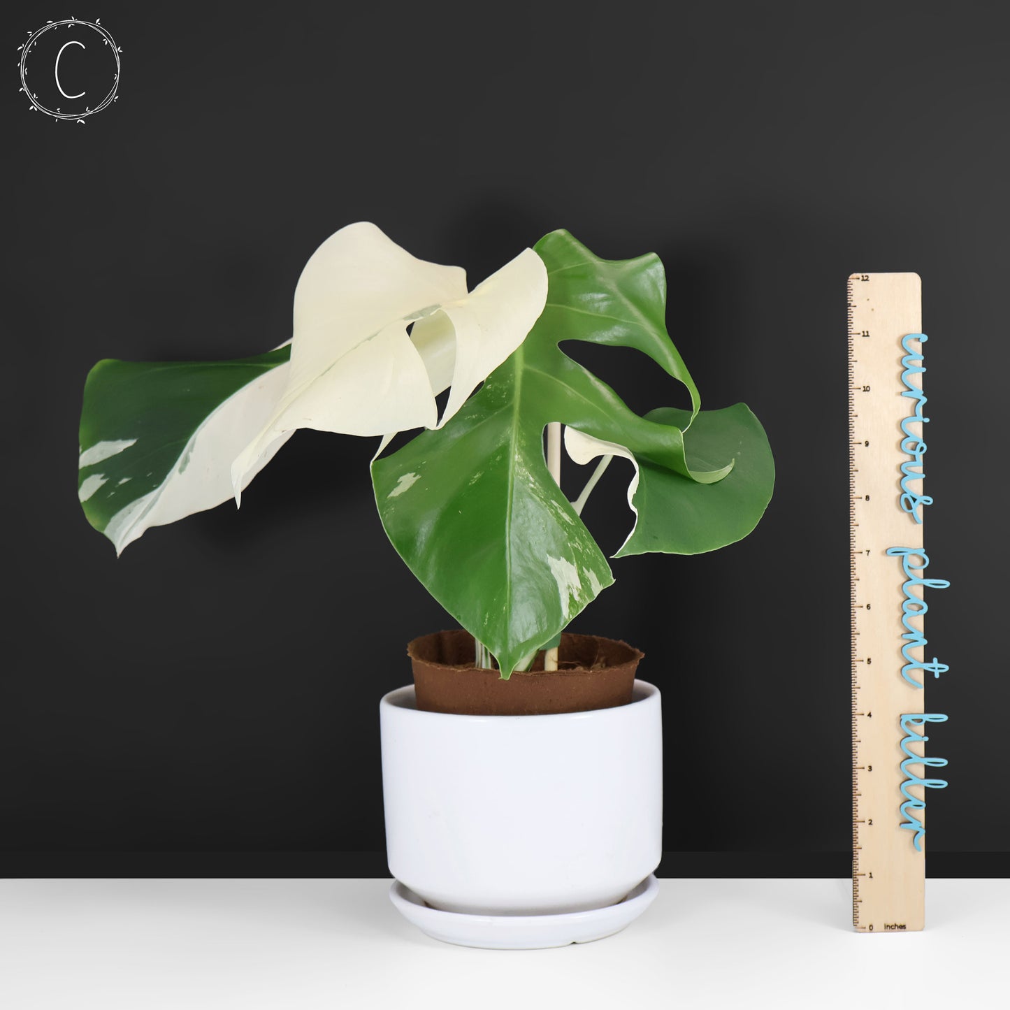 Monstera Albo Borsigiana (Sector)