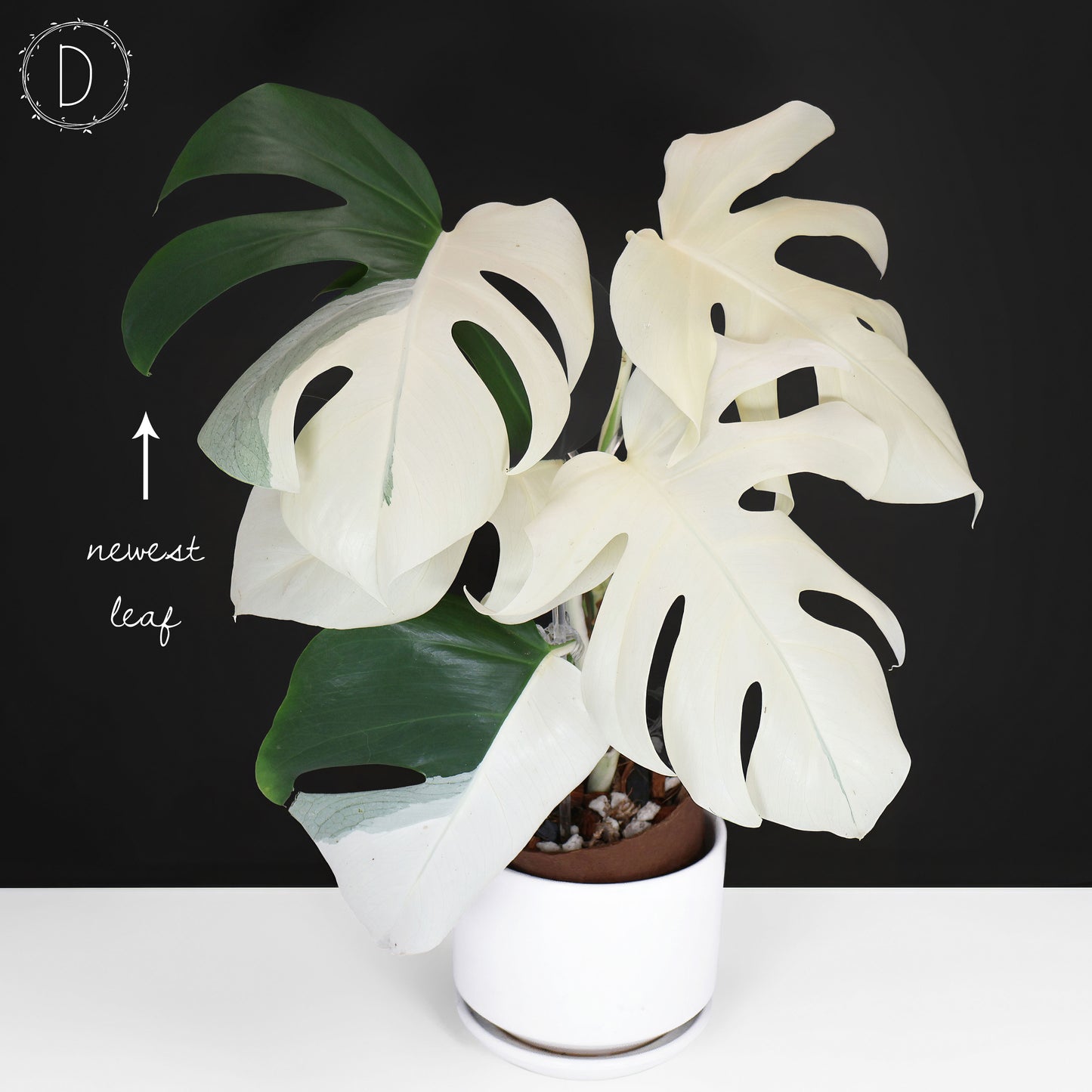 Monstera Albo Borsigiana (Sector)