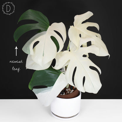 Monstera Albo Borsigiana (Sector)