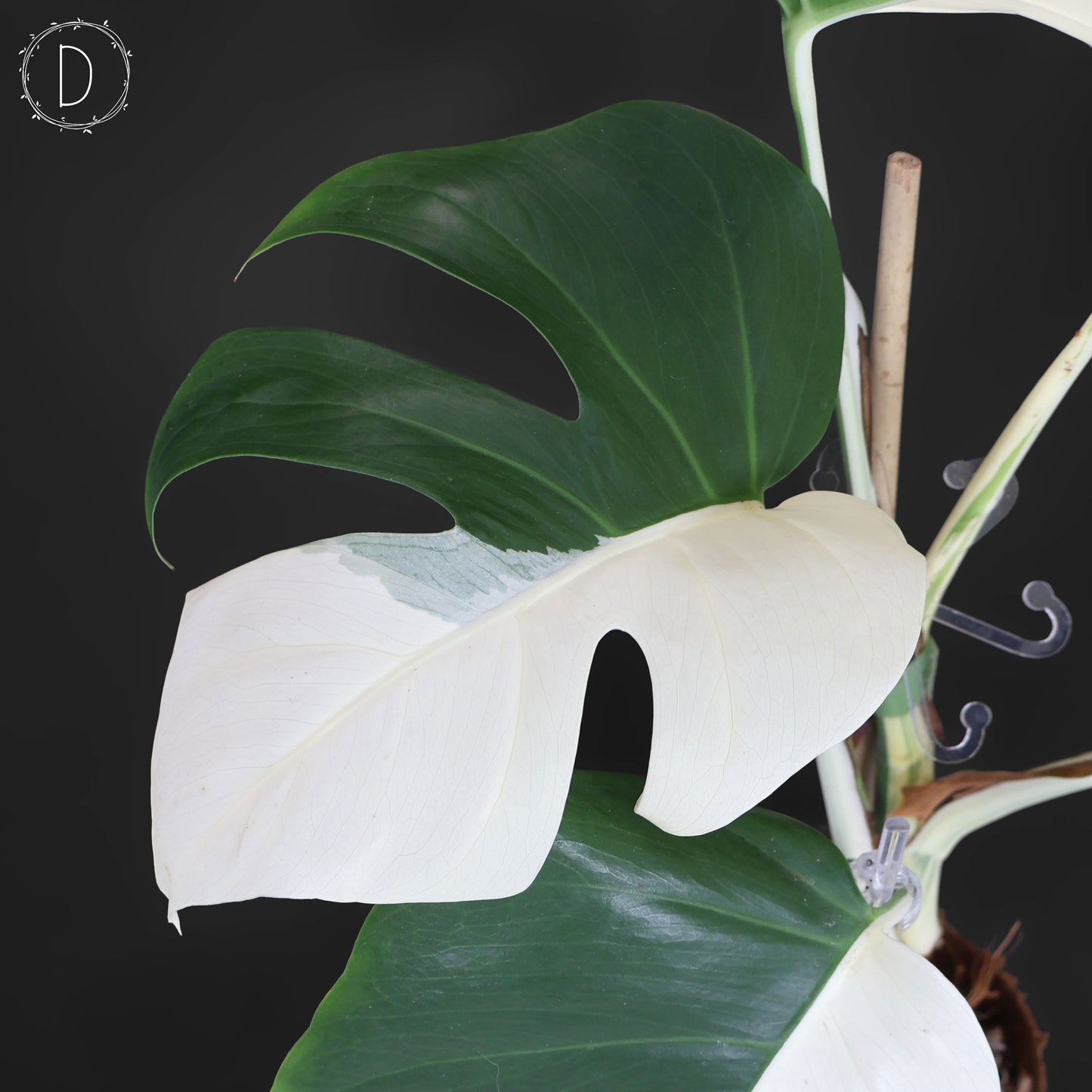 Monstera Albo Borsigiana (Sector)