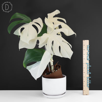 Monstera Albo Borsigiana (Sector)