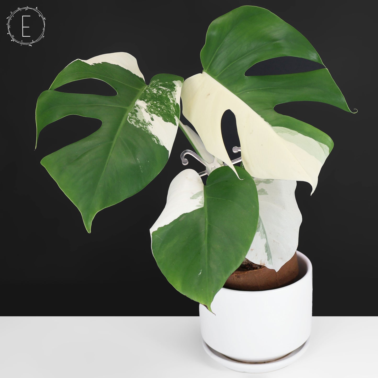Monstera Albo Borsigiana (Sector)