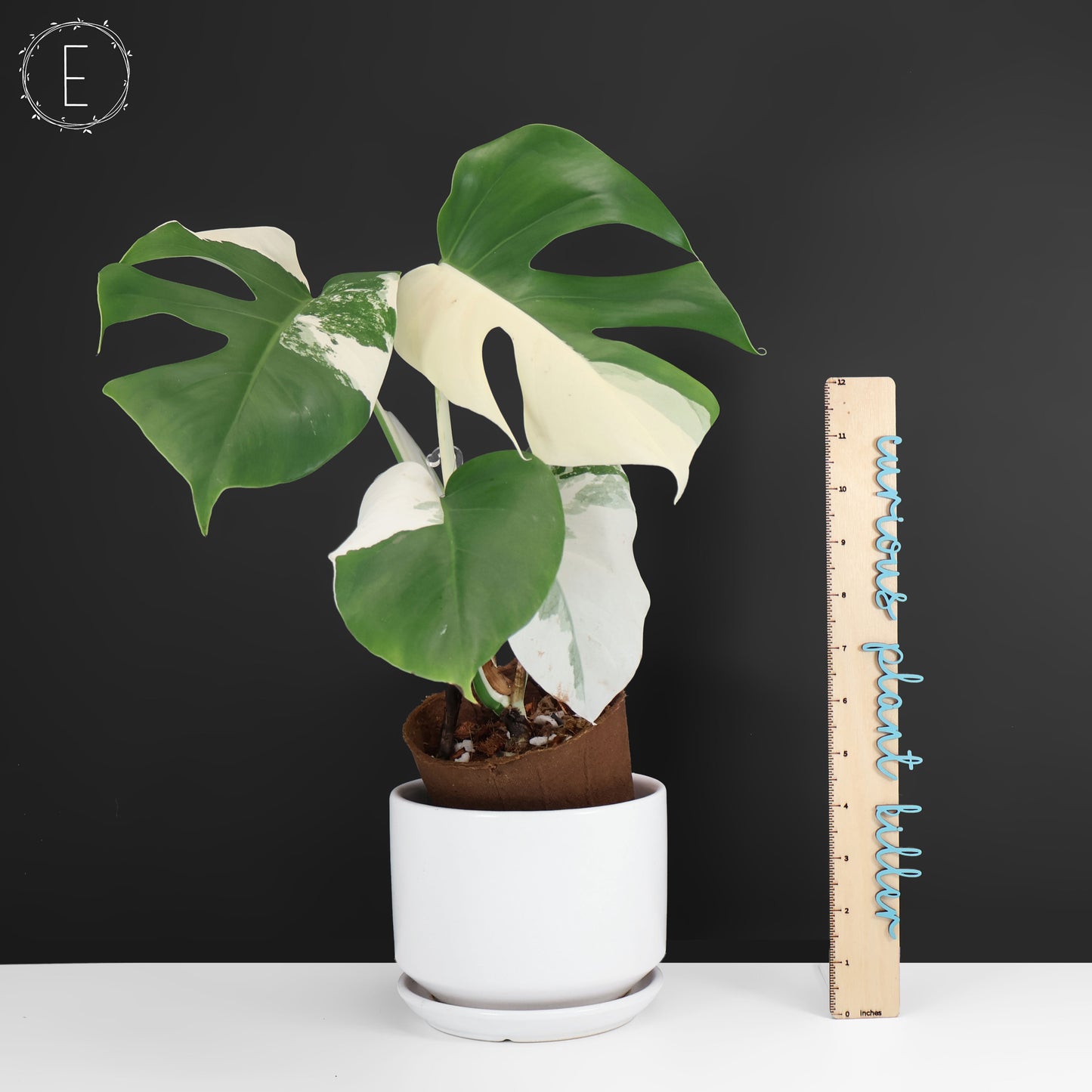 Monstera Albo Borsigiana (Sector)