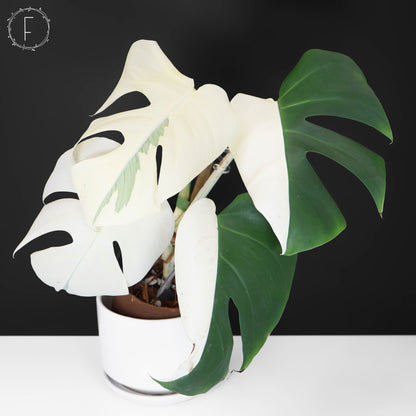 Monstera Albo Borsigiana (Sector)