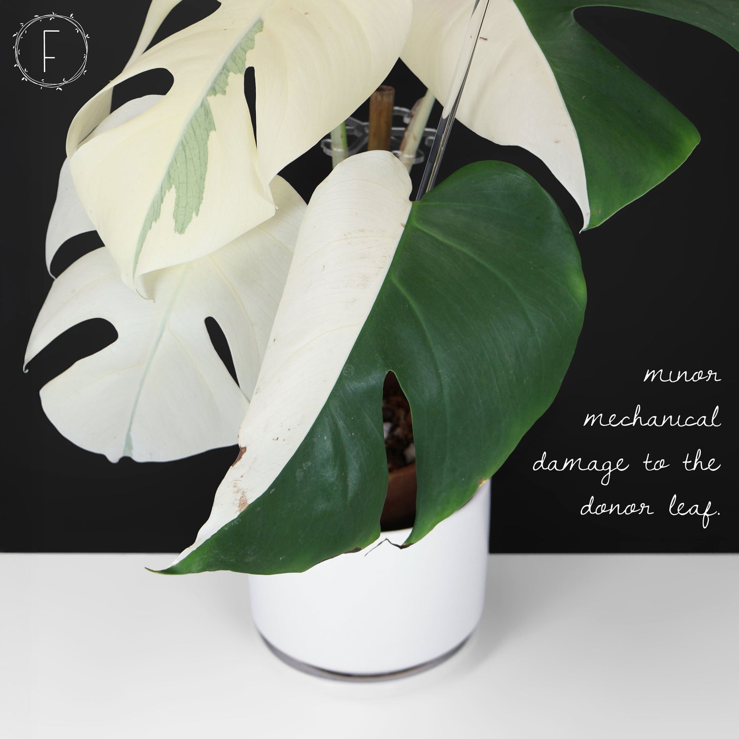 Monstera Albo Borsigiana (Sector)