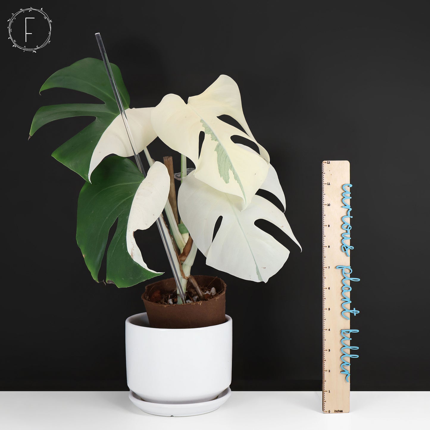 Monstera Albo Borsigiana (Sector)