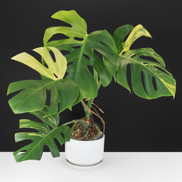 Monstera Aurea (Marmorata)