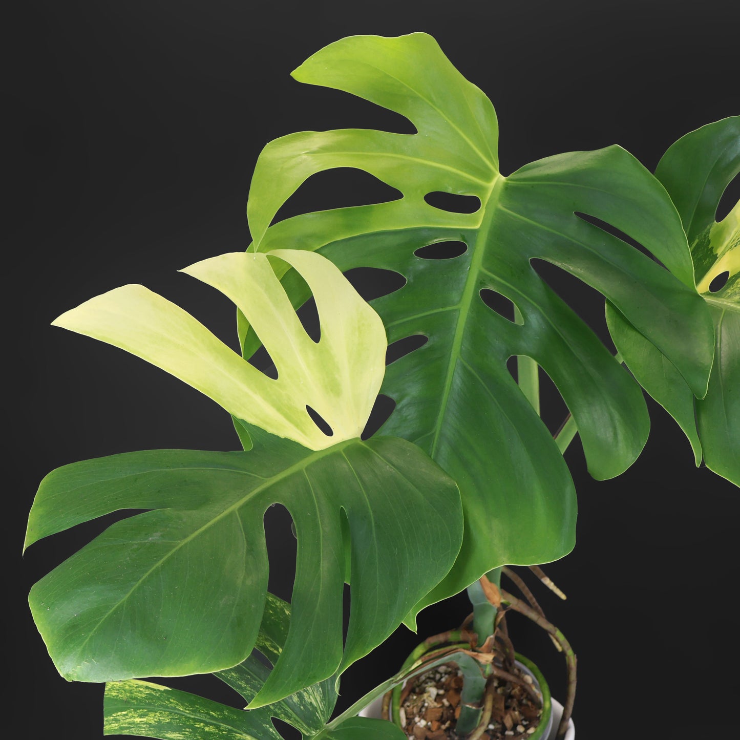 Monstera Aurea (Marmorata)