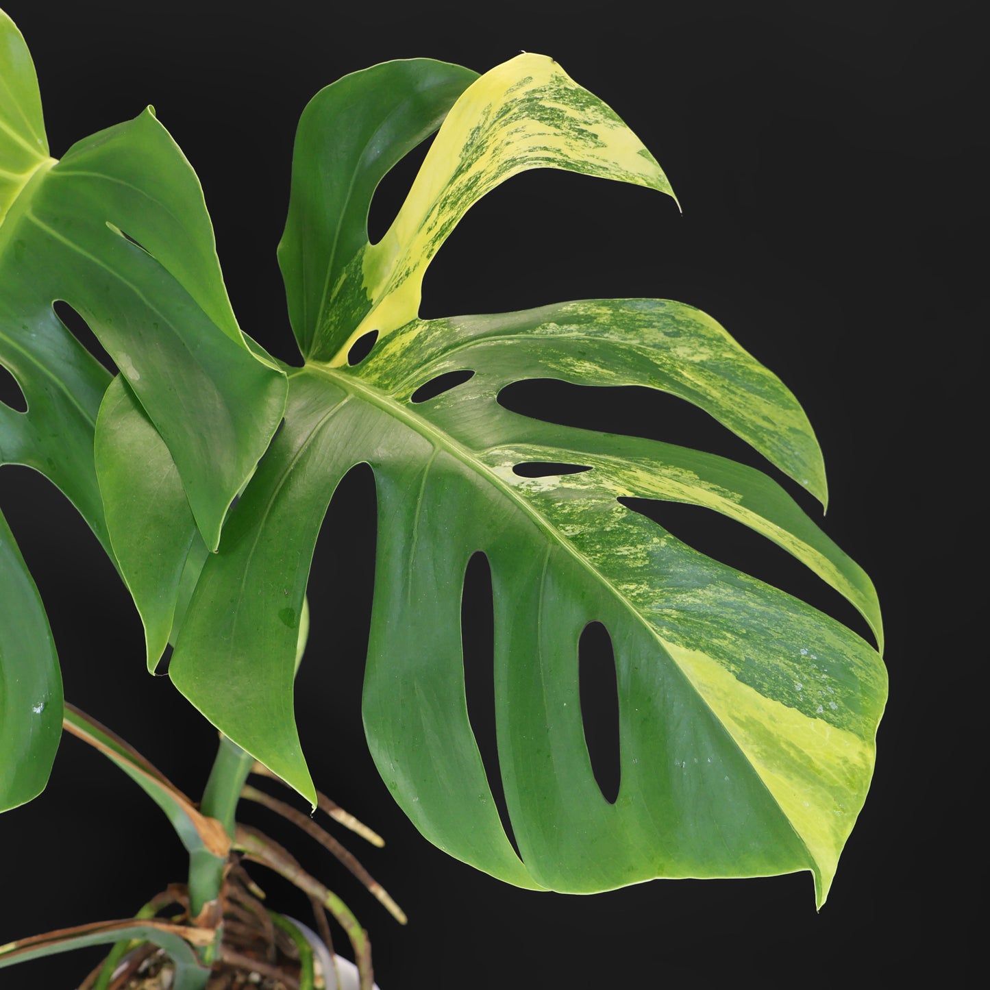 Monstera Aurea (Marmorata)