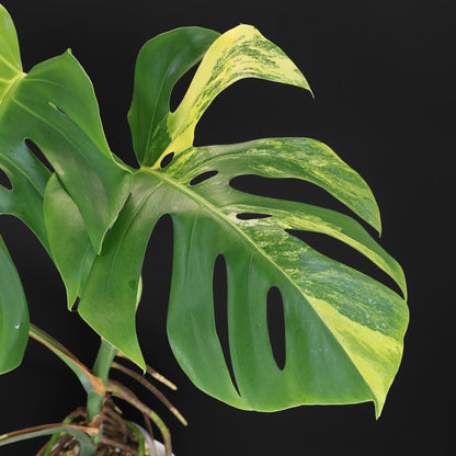 Monstera Aurea (Marmorata)