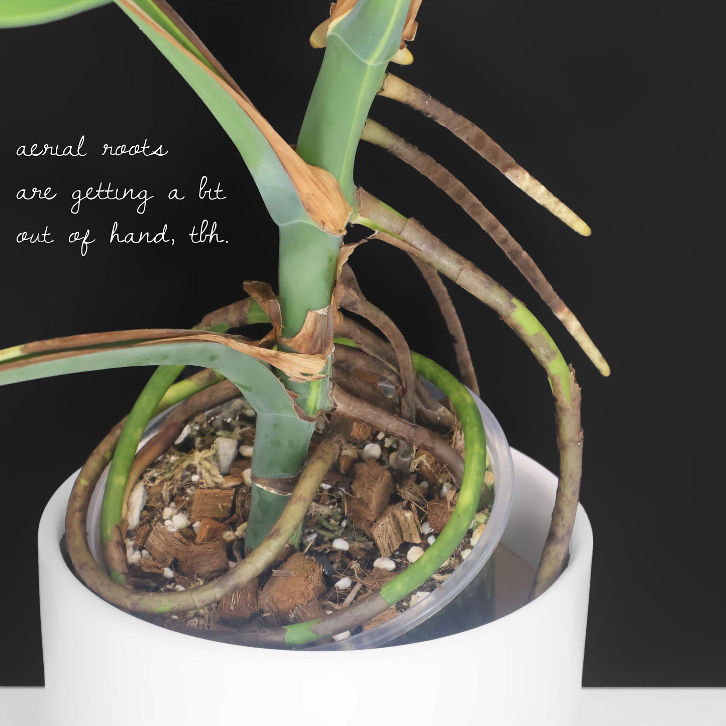 Monstera Aurea (Marmorata)