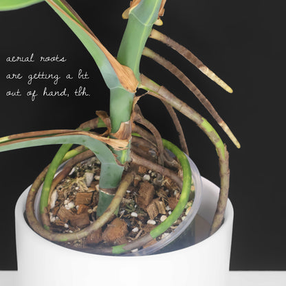 Monstera Aurea (Marmorata)